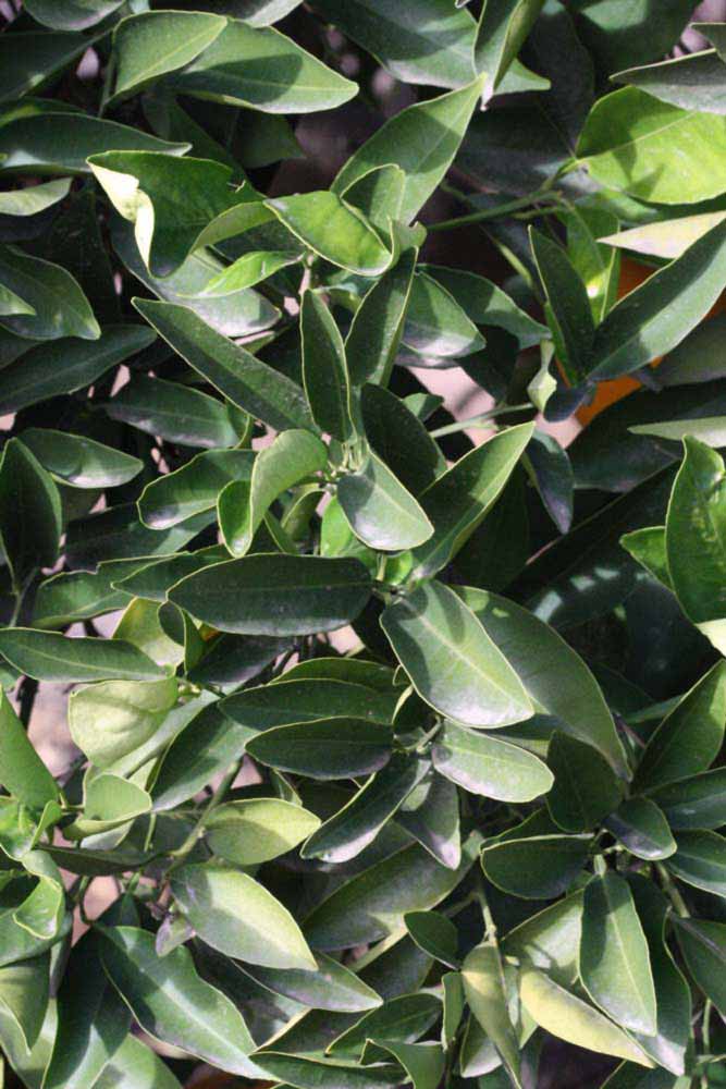            Sun leaves (Riverside, CA)   